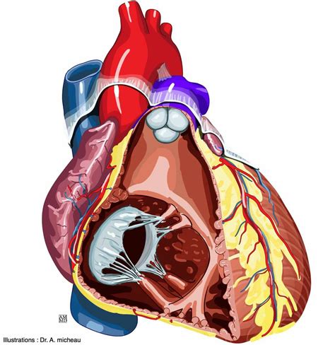 Sheep Heart Anatomy Moderator Band