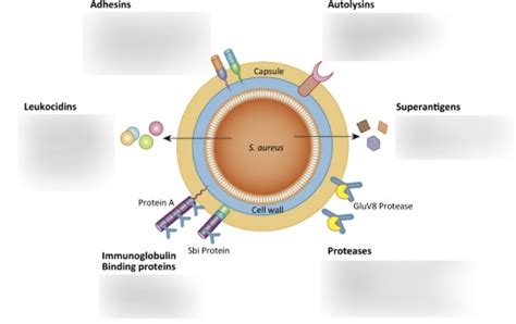 Image result for Staphylococcus Aureus Pathogenicity