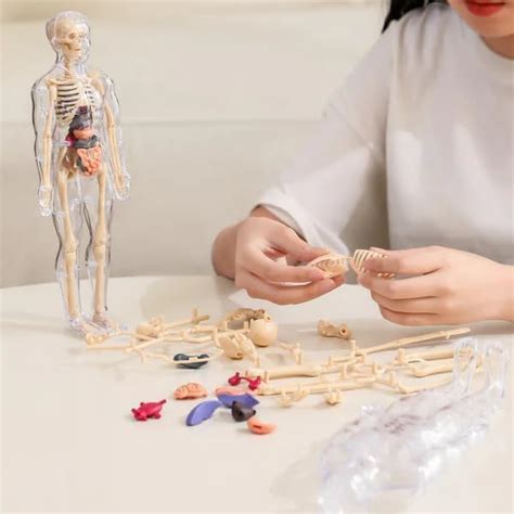 Buy GLNRM Human Body Model for Kids - Fully Transparent Body, Toys for ...