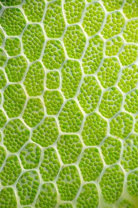 Microscopic Patterns 的图像结果