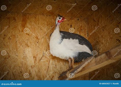Domestic Guinea Fowl with a White Breast Stock Image - Image of ...