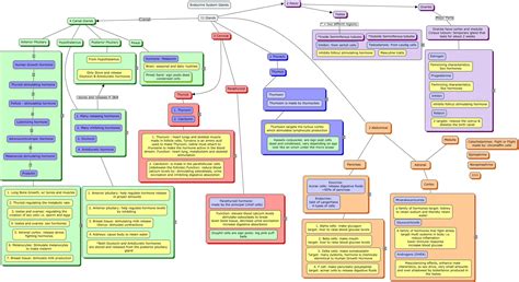 Endocrine System Concept Map with Hormones and Glands | Hormones of the ...