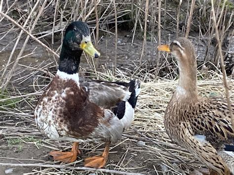Silver Appleyard Duck