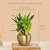 Greenkin Lucky Bamboo Plant in Golden Metal Pot | Best Feng Shui Plant ...