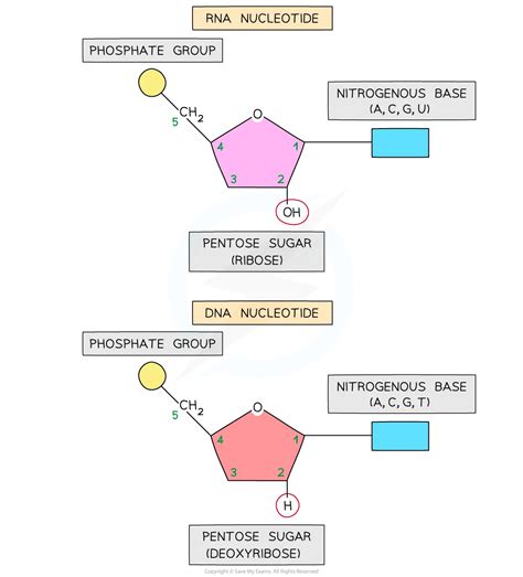 Nucleic Acid Structure & Function | HL IB Biology Revision Notes 2025 ...