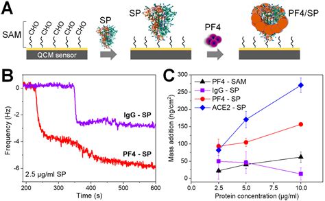 The Binding of the SARS-CoV-2 Spike Protein to Platelet Factor 4: A ...
