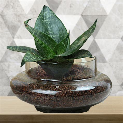 Fresh Sansevieria Trifasciata Plant Delivery Online | GoGift