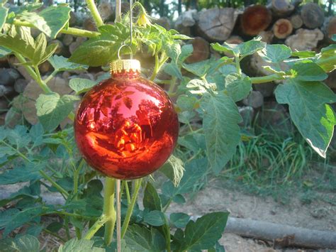 Our Neck of the Woods: How To Stop Birds From Eating Your Tomatoes