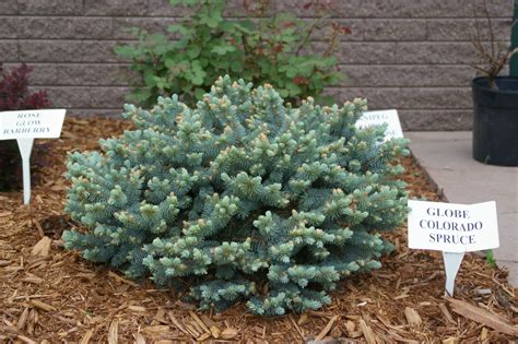 Dwarf Globe Colorado Blue Spruce