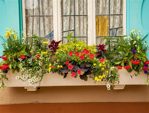 Image result for Window Box