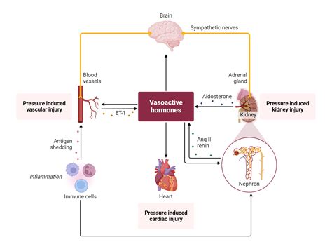Pathophysiology of Hypertension | BioRender Science Templates