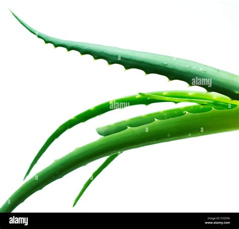 aloe vera leaves isolated Stock Photo - Alamy