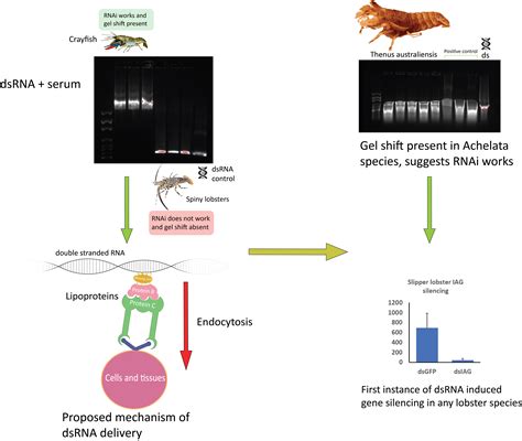 Double-Stranded RNA Binding Proteins in Serum Contribute to Systemic ...