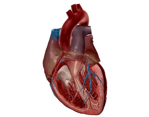 Image result for Heart with Name Using Python