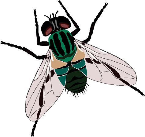 Fly Sticker Toilet Clip Art - Fly Clipart Transparent Background - Png ...