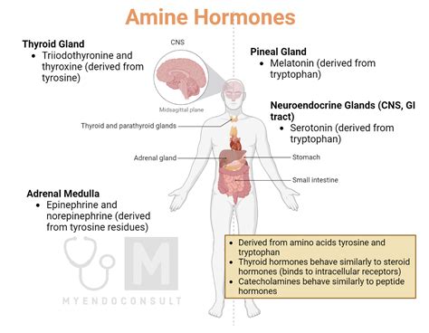 Amino Acid Hormones Function at David Velasquez blog