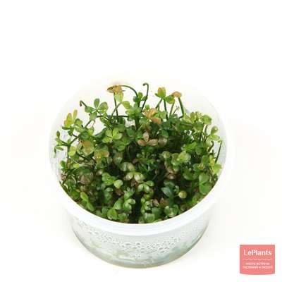 Пресноводные растения — описания видов в Энциклопедии на LePlants.ru