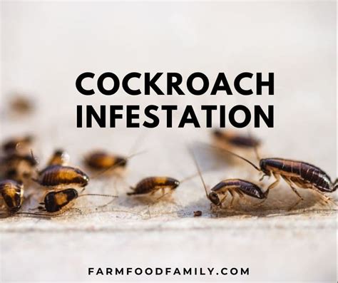 Cockroach Infestation 的图像结果