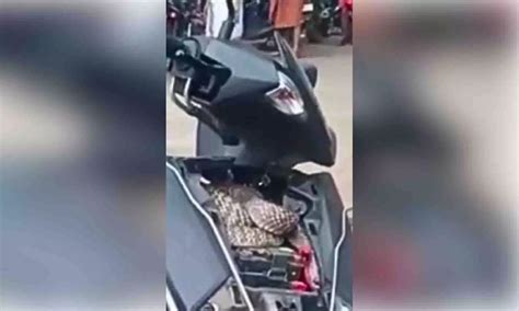 వామ్మో ఏడడుగుల పాము.. ఎక్కడ దాక్కుందంటే.? | 7-foot snake snugly coils ...