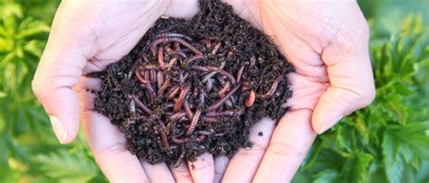 Image result for Worm Composting