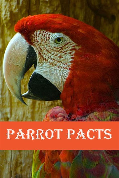 Parrot Facts: Photobook of Parrot Facts with real images and Facts that ...