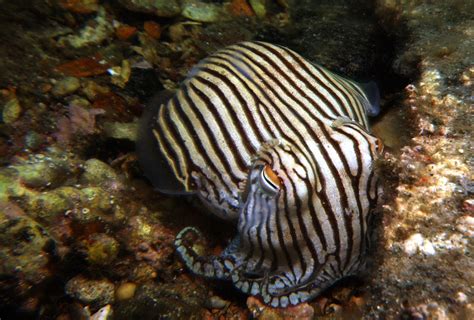 Real Monstrosities: Pyjama Striped Squid