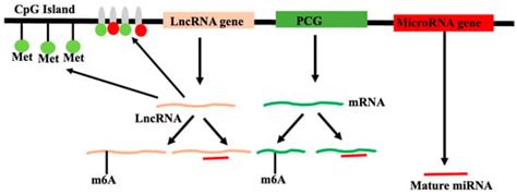 Genes | An Open Access Journal from MDPI