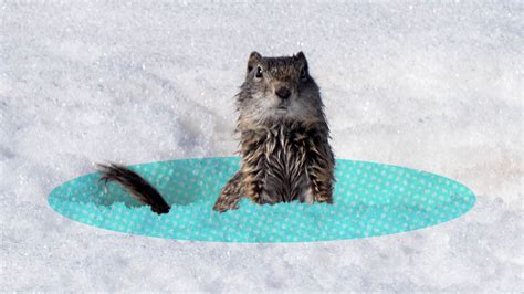 Why Do Animals Hibernate in the Winter? | Britannica