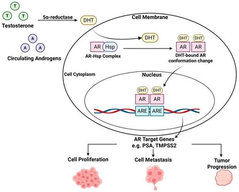 Natural Products Targeting the Androgen Receptor Signaling Pathway ...