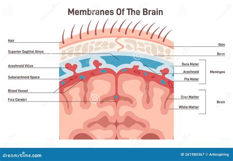Protective Layer The Brain at Dominic Chumleigh blog