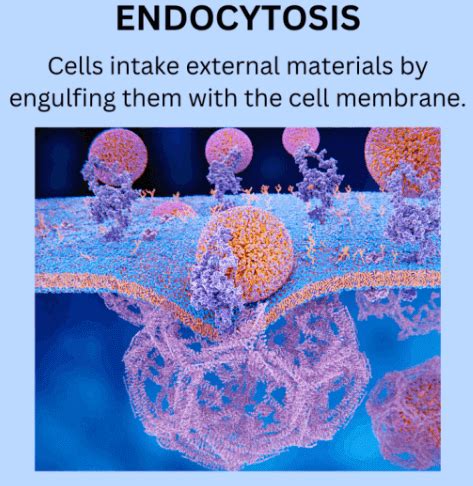 Exocytosis and Endocytosis: Definition, Differences, and Importance