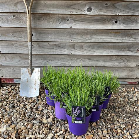 Lavender Hidcote - Greenhill Plants