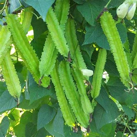 Buy Winged Beans Green Star Seeds - High Yield, 18 cm Pods, First ...