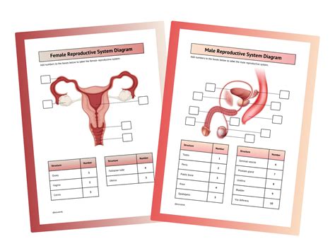 Reproductive System Diagram Labeled