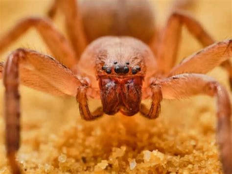 6 of the world’s deadliest spiders and where they are found | The Times ...