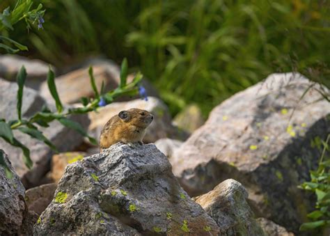 Alpine Tundra Animals And Plants
