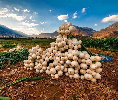 MERCADO MUNICIPAL DE ALMOLONGA (2025) All You Need to Know BEFORE You ...