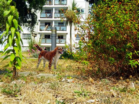 Unusual Dogs 的图像结果