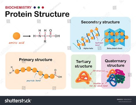 Protein Complex Structure 的图像结果