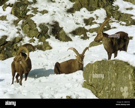 three alpine ibexes in snow Capra ibex Stock Photo - Alamy
