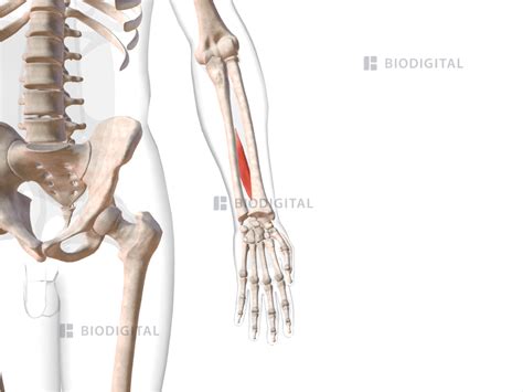 Extensor Pollicis Longus 的图像结果