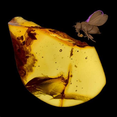 Insects in amber exhibition - Interspectral