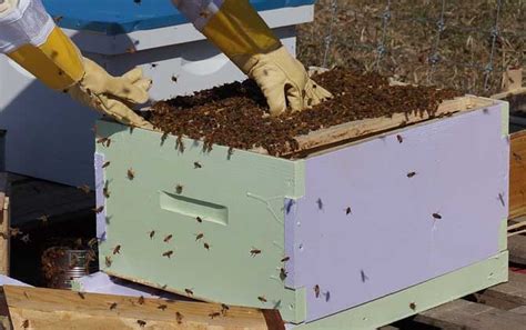 创新养蜂模式 助农增收致富-开化新闻网