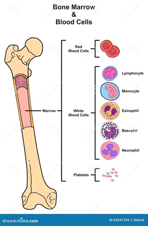 White Blood Cell Diagram