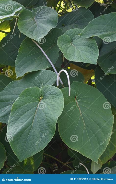 Hoja Santa Leaves and Flowers Stock Image - Image of leaf, sacred ...