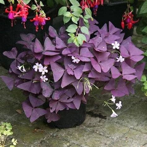 Buy Purple Flower Plants online from Nurserylive at lowest price.