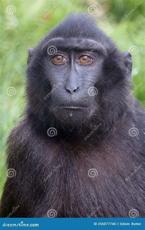 The Celebes Crested Macaque Macaca Nigra Stock Photo - Image of ...