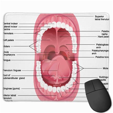 Underside Of Tongue Anatomy