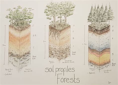 Forest Soil Profile