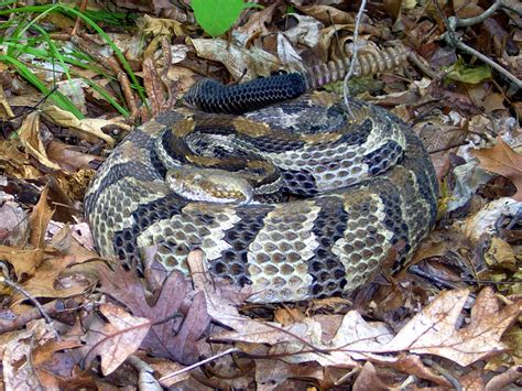 Illinois Botanizer: The Venomous Snakes of Illinois